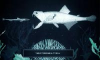 lantern fish