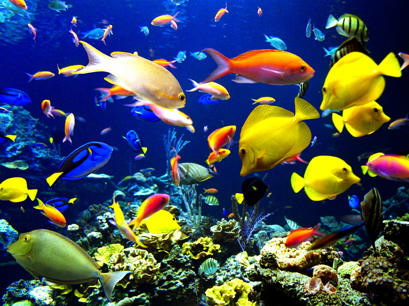 fish in the ocean