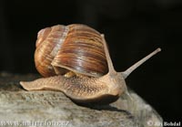 snail