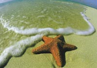 star fish