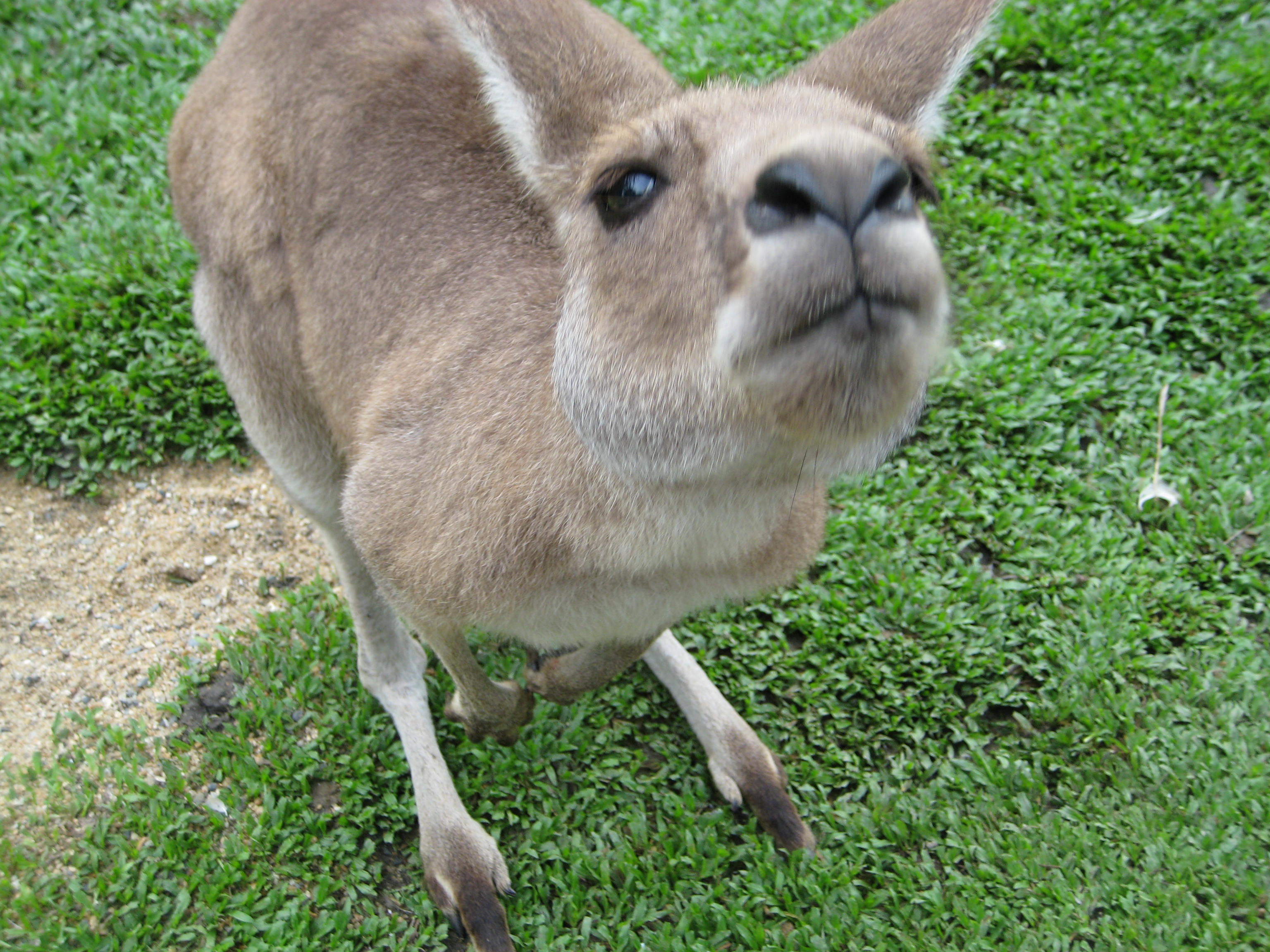 kangaroo
