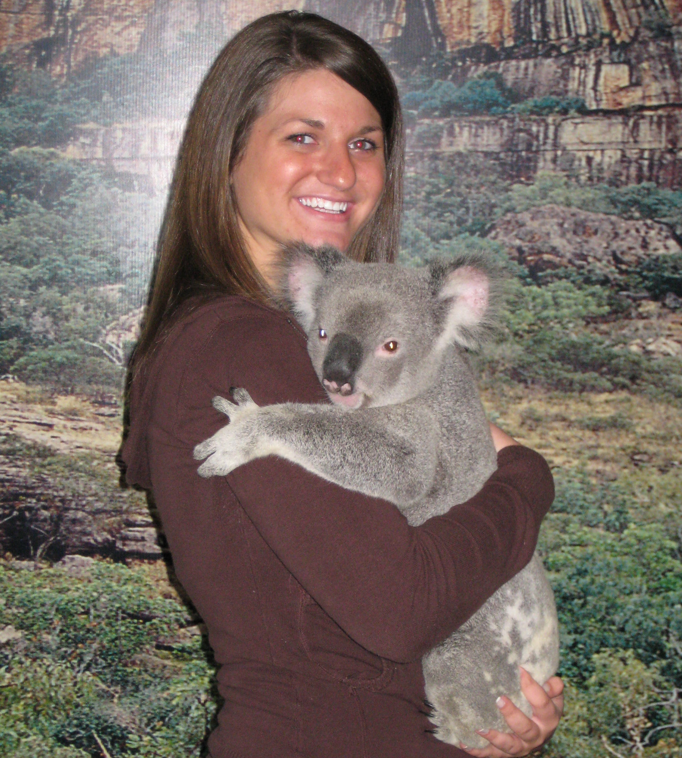 koala