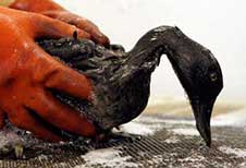 Scrubbing Oil Covered Bird