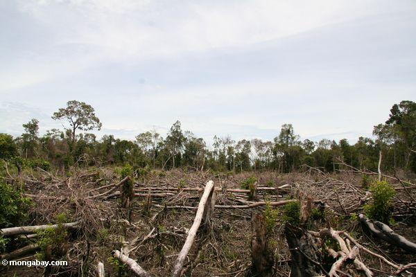 burnedrainforest