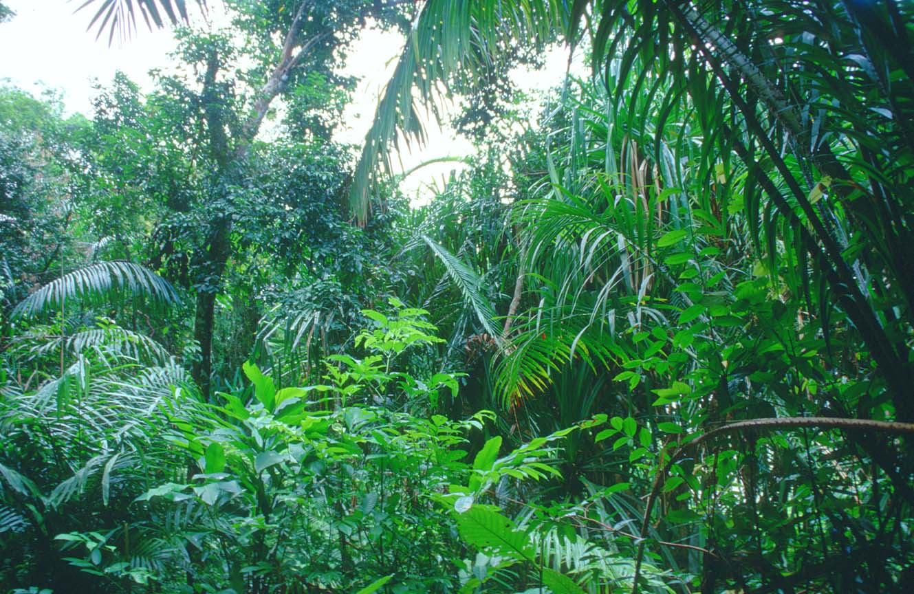 rainforest