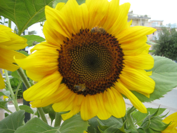 sunflower
