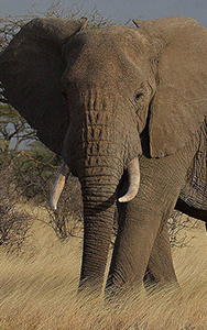  elephant _two