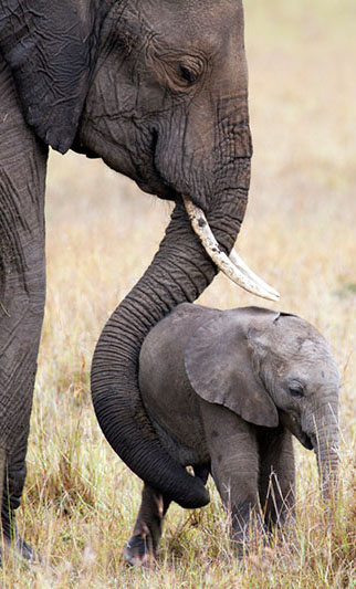  elephant _three