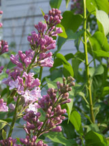 lilac flower