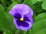panzi flower