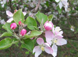 apple blossom