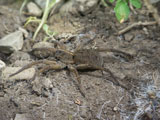 wolf spider