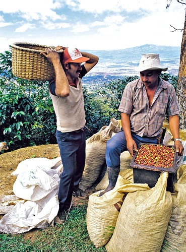 los cogedores
