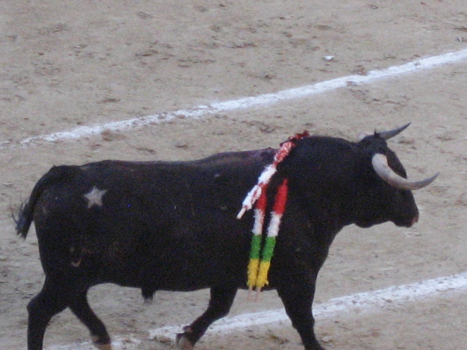 el toro
