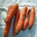 carrots_2