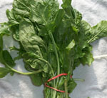 arugula