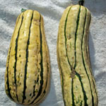 delicata_squash