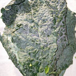 dinosaur_kale