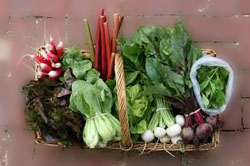 veggie_basket