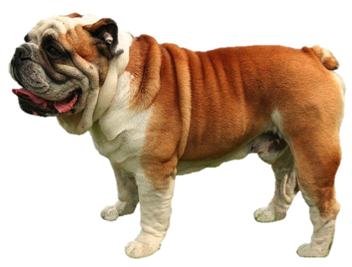 bulldog